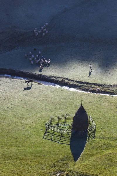 Luchtfoto van de kudde schapen en shepard — Stockfoto
