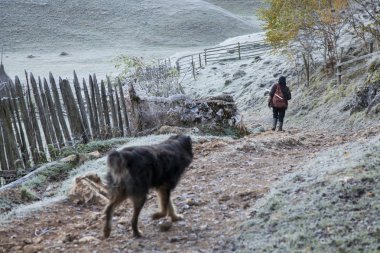 kadın ve köpek yolda