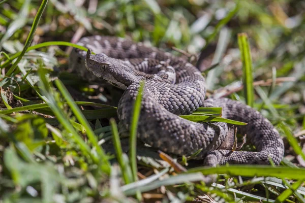 Rohaté zmije v trávě — Stock fotografie