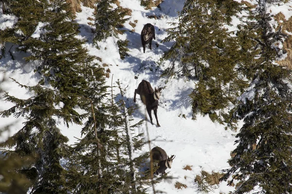 Chamois rupicapra black goat — стоковое фото