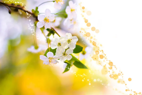 Blooming tree with bokeh on white and yellow background — Stock Photo, Image