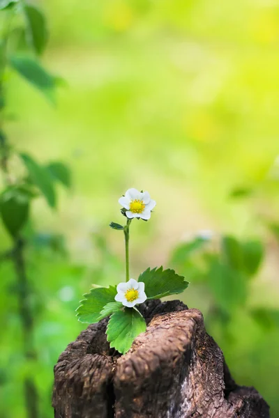 Weiße Blume einer Erdbeere auf einem Baumstumpf — Stockfoto