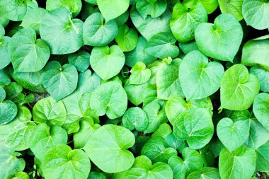 arka planı yeşil yapraklar