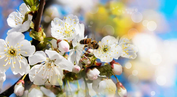 Bee on a blossoming cherry branch on a colorful background — Stock Photo, Image