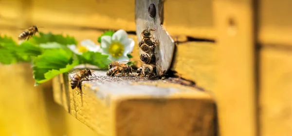 Bees on hive — Stock Photo, Image