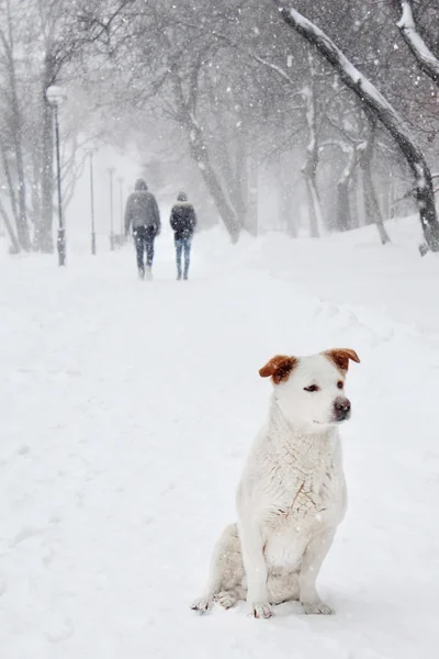 Kar altında beyaz köpek