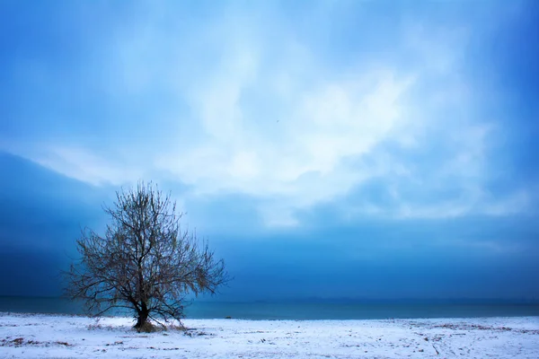 Дерево і драматичне небо — стокове фото