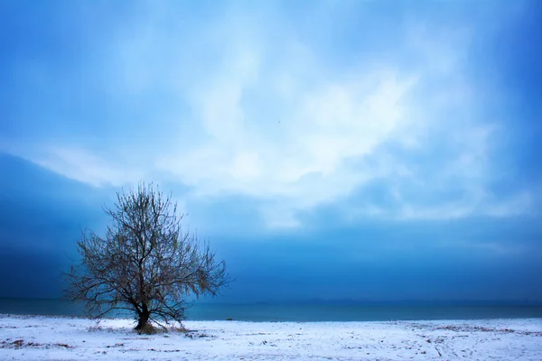 Tree and dramatic sky Stock Photo