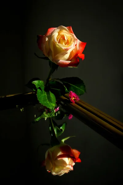 Rose and the reflection in the mirror — Stock Photo, Image