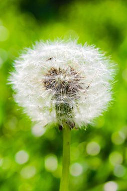 Bokeh bir yeşil zemin üzerine beyaz hindiba