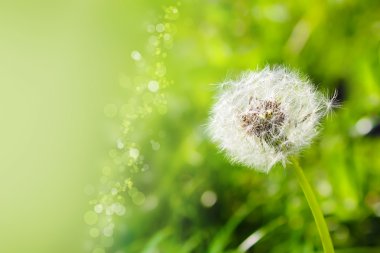 Bokeh bir yeşil zemin üzerine beyaz hindiba