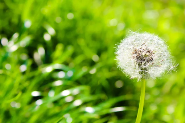 Weißer Löwenzahn auf grünem Hintergrund mit Bokeh — Stockfoto