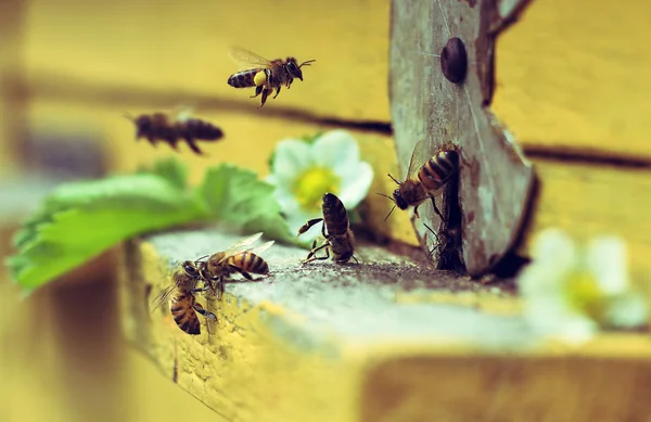 Bienen auf dem Stock lizenzfreie Stockbilder