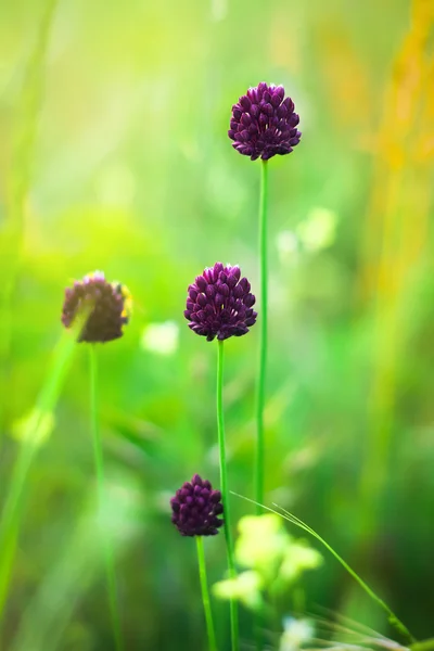 Feld lila Blüten — Stockfoto