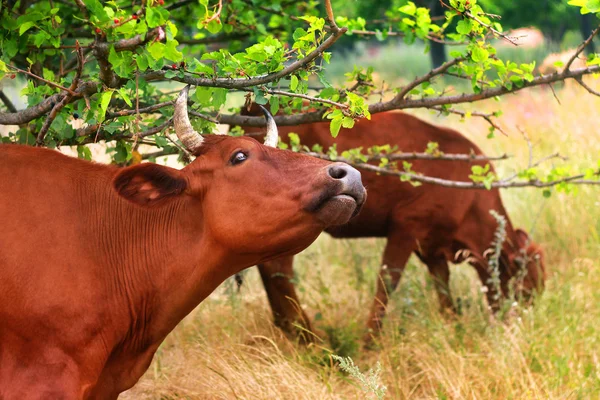 Cows — Stock Photo, Image