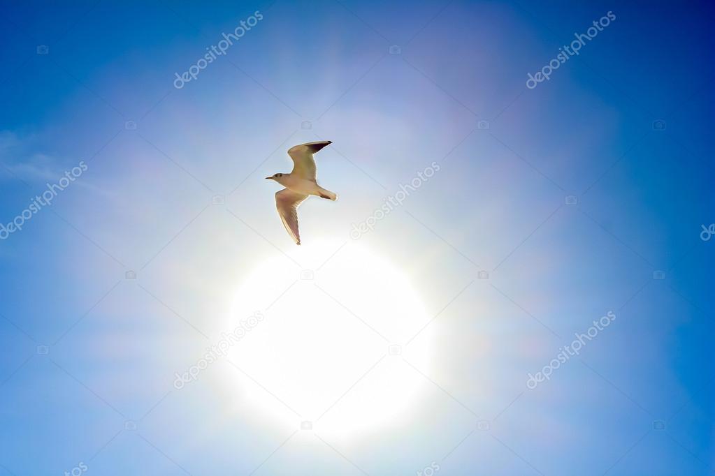 Sun and white bird in the sky