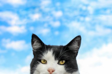 Siyah ve beyaz kedi ve gökyüzü portre