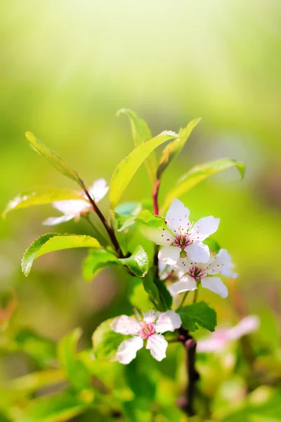 Blossoming branch of cherry tree — Stock Photo, Image