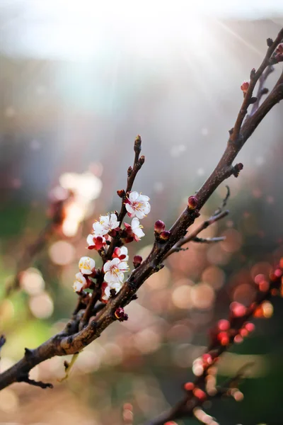Kwitnący fantastyczny gałąź — Zdjęcie stockowe