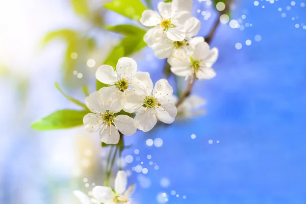 Blomstrende træ mod blå himmel - Stock-foto