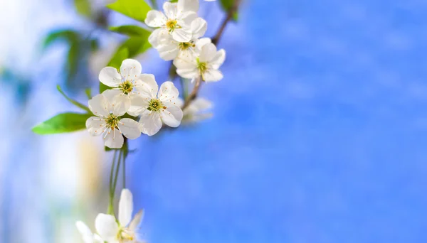 Albero fiorente contro un cielo blu — Foto Stock