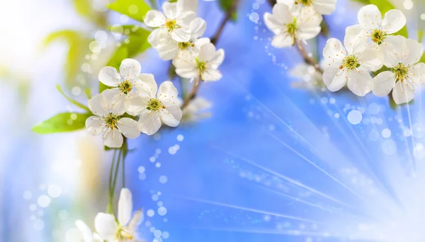 Árvore florescente contra um céu azul — Fotografia de Stock