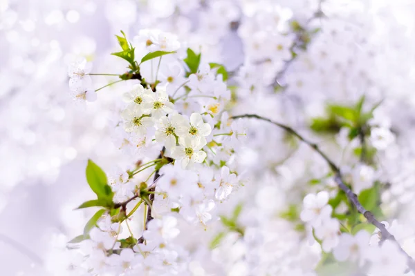 Цветы сакуры цветут в весенний день — стоковое фото