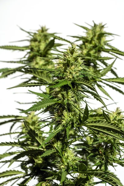 Planta Cannabis — Fotografia de Stock