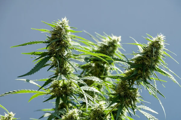 Cannabis plant — Stock Photo, Image