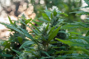 Kenevir bitki yakın çekim