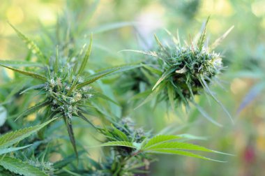 Kenevir bitki yakın çekim
