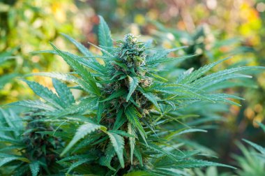 Kenevir bitki yakın çekim