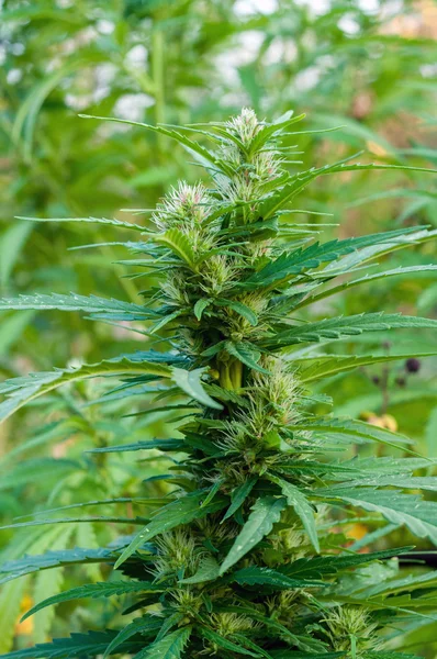 Cannabis plant close up — Stock Photo, Image