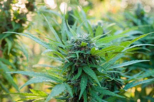 Cannabis plant close up — Stock Photo, Image