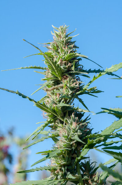 cannabis plant close up