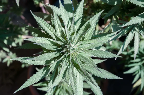 Cannabis-Pflanze aus nächster Nähe — Stockfoto