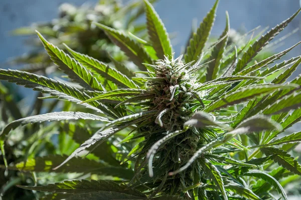 Cannabis növény közelről — Stock Fotó
