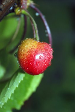 Olgun kırmızı neşeli 