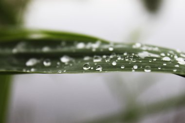 Yağmur damlaları bitkilerde