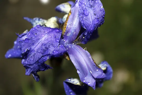 Un iris Violet Garden — Photo