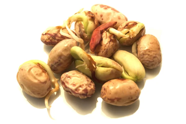 Germinating kidney bean — Stock Photo, Image