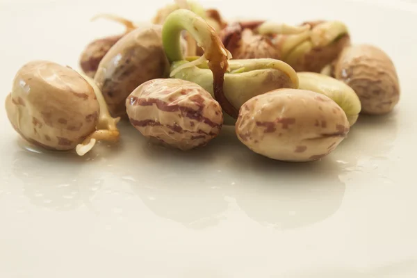 Germinando frijol de riñón en la placa — Foto de Stock