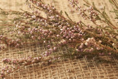 violet medicinal herbares on the old burlap clipart