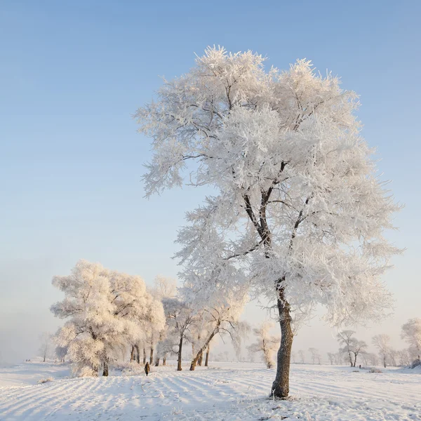 Reim — Stockfoto