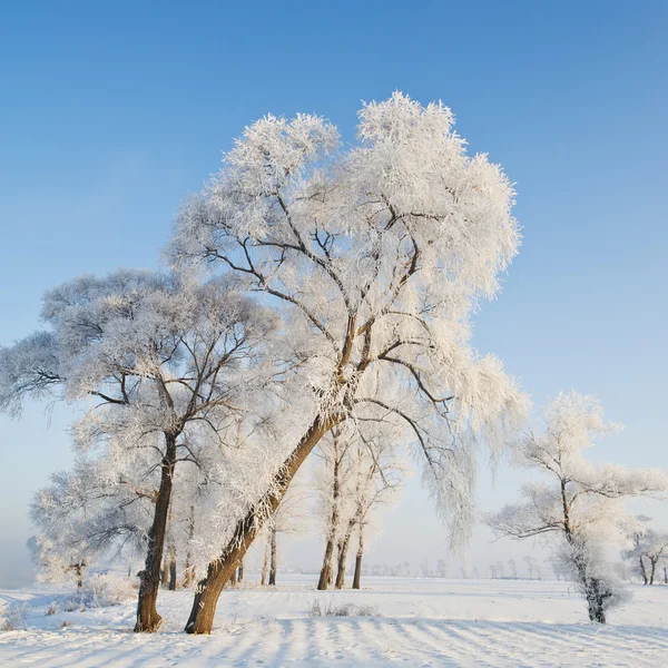 樹氷 ロイヤリティフリーのストック画像