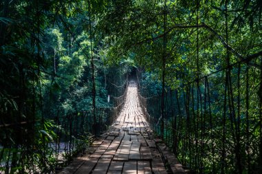 Ormandaki güzel asma köprü.