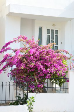 Bush ile parlak mor çiçekler.