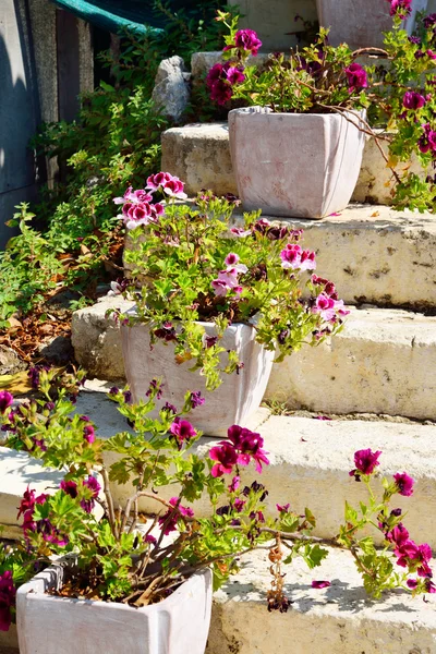 Blomma säng, Grekland. — Stockfoto