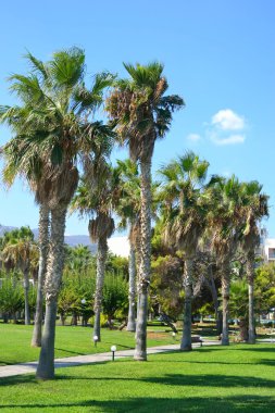 Palmiye ağaçları, Crete.