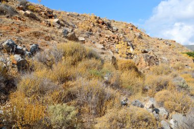 Yaz dağı manzarası.